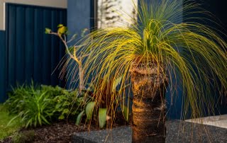 Bar Beach - Urban Oasis - Mature grass tree