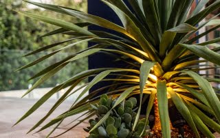 Bar Beach - Urban Oasis - Native plant garden